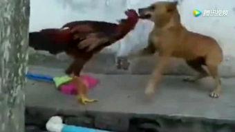 战斗鸡视频,激战瞬间，热血沸腾