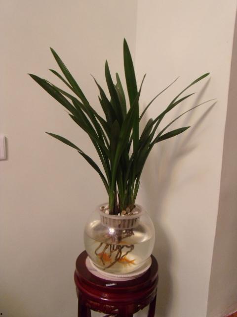 水培兰花视频,轻松养植，绽放自然之美